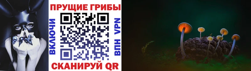 Купить  Моздок  Псилоцибиновые грибы MAGIC MUSHROOMS 